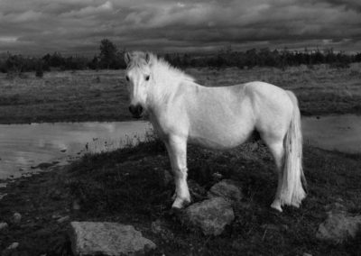 Graham-Davies_White-Pony